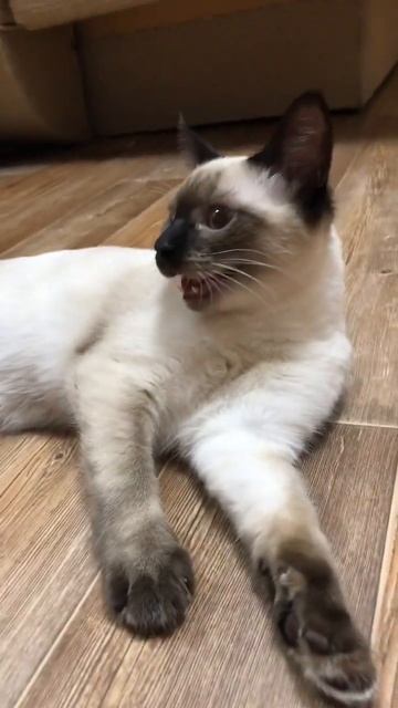 Кот дышит как собака🐶 кот думает, что он собака? смотреть онлайн