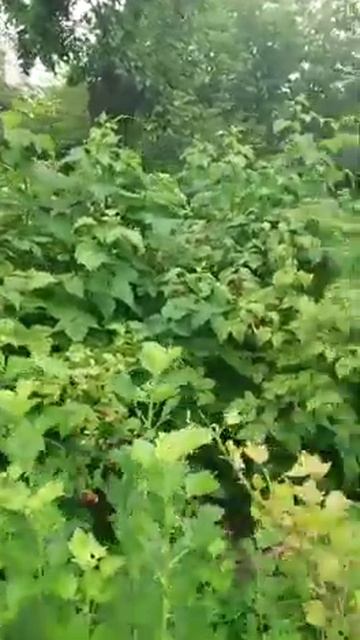 Куриный помет внесенный в феврале и марте подарит вам большой урожай малины смотреть онлайн