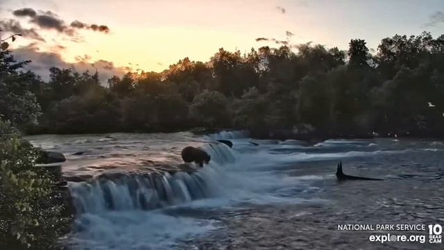 911 catches a fish on the lip Brooks Falls cam Explore.org 7-9-2022 смотреть онлайн