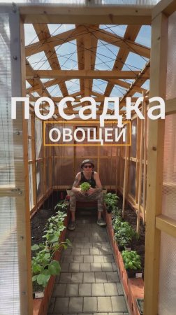 Посадка ОВОЩЕЙ #парник #сад #огород #рассада #овощи #пряныетравы #огурцы #помидоры