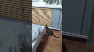 погоня за мухай