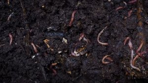 ОРГАНИКА и ЗАБЛУЖДЕНИЕ / В чем секрет ОРГАНИКИ / Какие удобрения использовать?