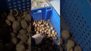 Орехокол промышленный