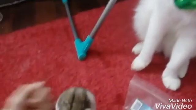 Клип мурашки пародия от животных смотреть онлайн