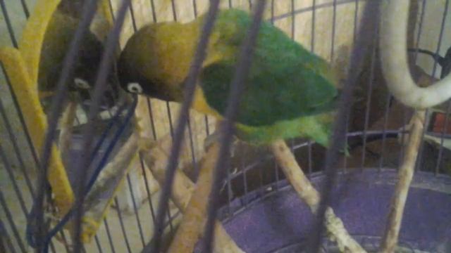 Моя птица мои рыбы смотреть онлайн