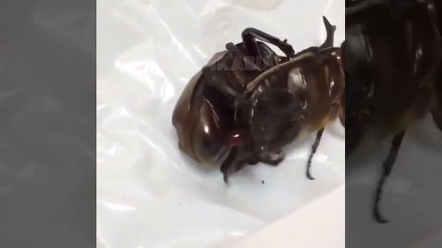 👍Жуки занимается любовью😱😱Oh Mein Gott Käfer Hat Sex😱💪👍