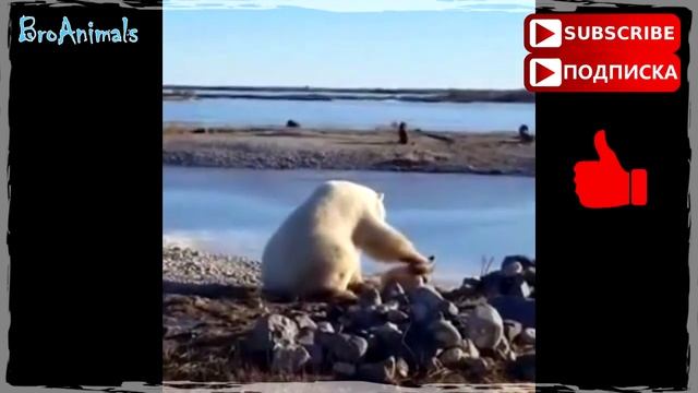 ПРИКОЛЫ С ЖИВОТНЫМИ 2019 FUN WITH ANIMALS 2019 #59 2 смотреть онлайн