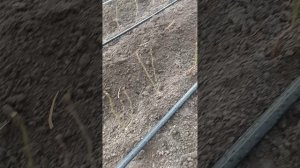подвои плодовоягодных культур