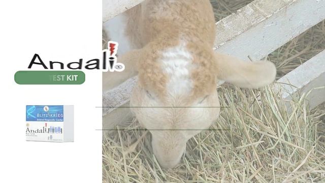 ISSI Supports MSMEs: Andali Rapid Test Kits by Blitzkrieg Animal Diagnostic Center