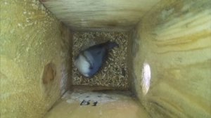 Поползень присматривается к синичнику  ( Sitta europaea )