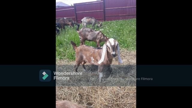 Relax music с англо-нубийскими козами смотреть онлайн