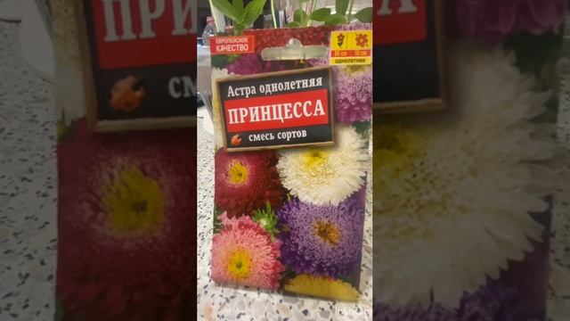 Астра Принцесса