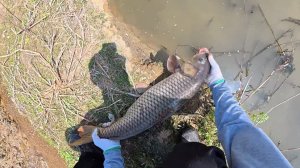 Рыбалка на ПАУК подъёмник. САЗАН больше 10 кг. 🐠🐋🐟
