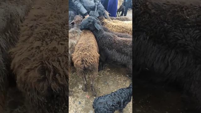 САМАРКАНД КАТТАКУРГОН КУЙ БОЗОР НАРХЛАРИ