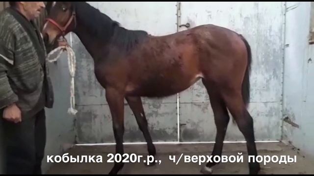 ПРОДАНА: Кобылка 2020г.р. чистокровной верховой породы. Цена по тел. +7 988 340 02 08