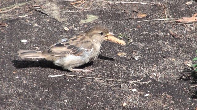 Мои птички смотреть онлайн