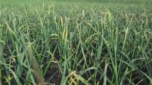 Чем мы отпугиваем крота и обзор участка с чесноком.