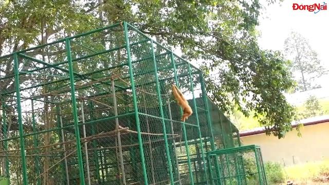 Chuyện tình gia đình Vượn (The rehabilitated gibbon's family) смотреть онлайн