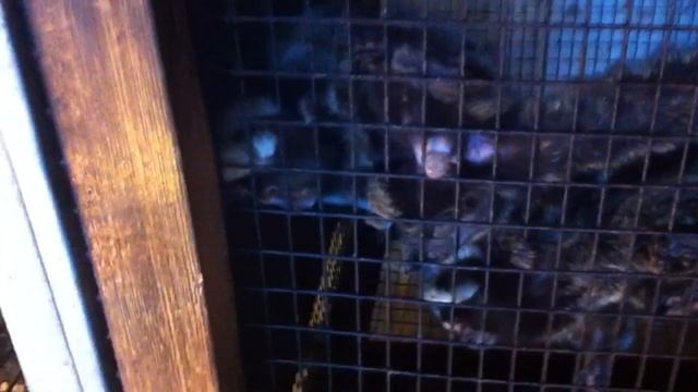 Обезьянка шутит смотреть онлайн