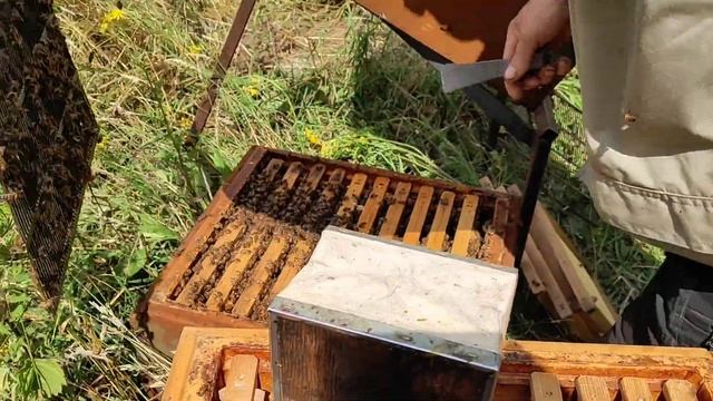 Відбераєм медові корпуса і розшироєм сімї. смотреть онлайн