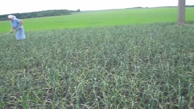 ✔Экологически чистый чеснок || Чеснок из однозубки || Сорта советской селекции || РУССКОЕ ПОЛЕ ||