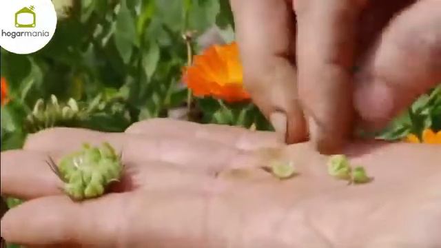 Caléndula cuidados y consejos para su cultivo - Decogarden смотреть онлайн