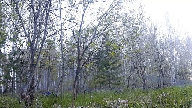 Ловля обыкновенной иволги смотреть онлайн