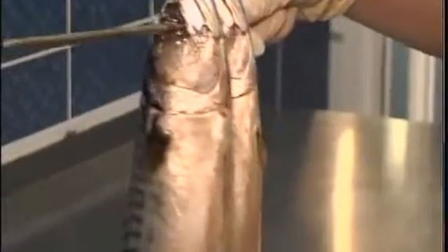 каз ДКБ 2020 Белуга голд смотреть онлайн