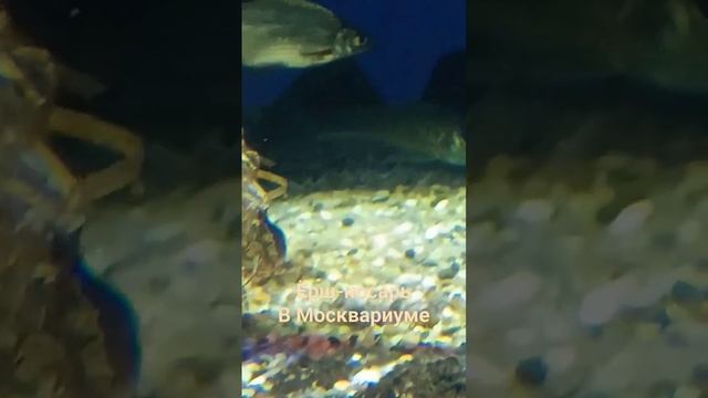 Ëрш-носарь смотреть онлайн