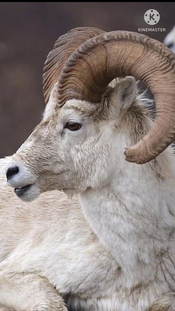 The mouflon มูฟลอน смотреть онлайн