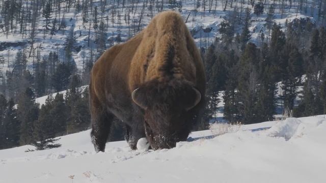 Buffalo Symbolism смотреть онлайн