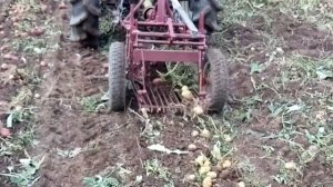 Использование Японского трактора Исеки 200 при копке картофеля с самодельной картофелекопалкой