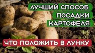 Посадка картофеля. Что положить в лунку при посадке картофеля. Самый лучший способ посадки картофеля