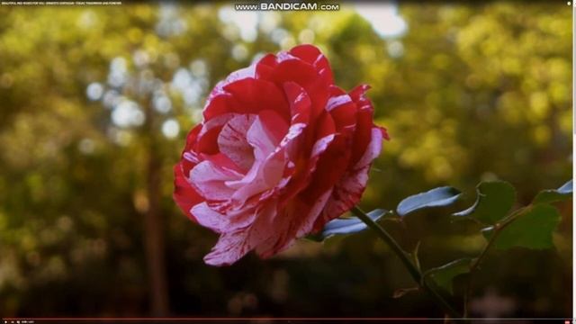 О ФИНАНСОВОЙ ЛИЦЕНЗИИ !!! смотреть онлайн