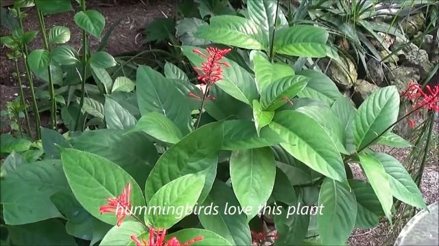 Firespike blooming in the garden смотреть онлайн