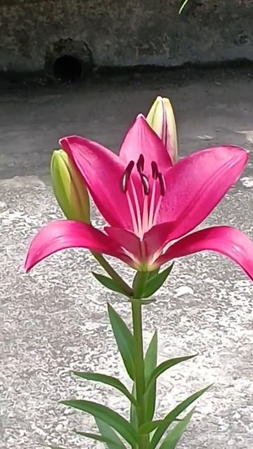Stargrazer Lily blooming on rooftop garden #storts смотреть онлайн
