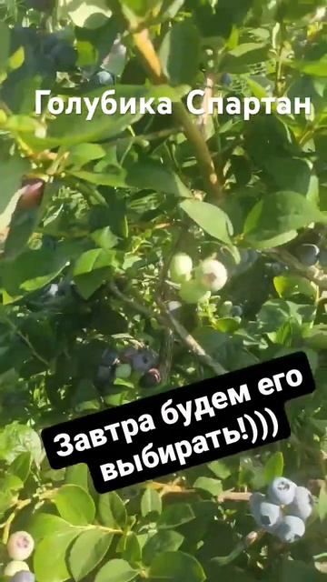 Голубика Спартан. Голубикасадовая . Выращивание голубики #голубика #голубикасадовая
