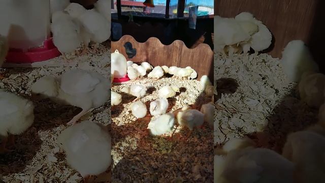 Цыплята на фото зоне в Ярославском зоопарке в Альпака парке смотреть онлайн