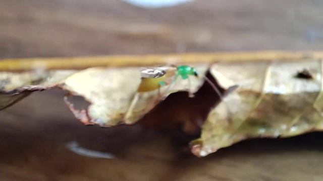 Modo Macro смотреть онлайн