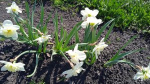 21.4.25г.   Посеяла в Теплице СИДЕРАТЫ сорта ГОРЧИЦА!!!  Божественно Цветут ИРИСЫ и АЛЫЧА!!!