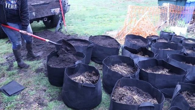 How to plant Asparagus in Containers!