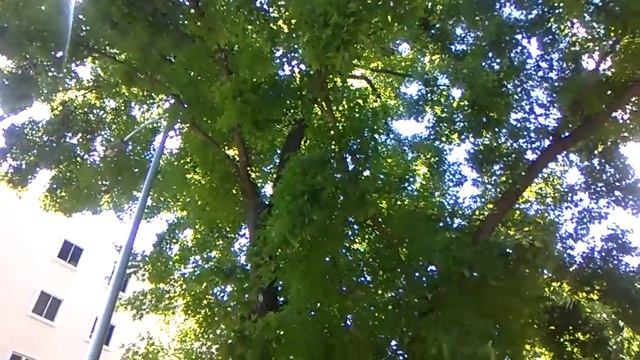 Сидя дома в сша я увидела больше чем в России смотреть онлайн