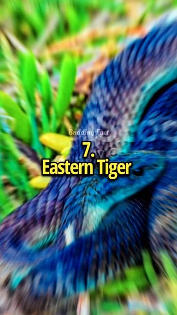 ✨Top 10 Most Dangerous Snake In The World 🌎।।#shorts смотреть онлайн