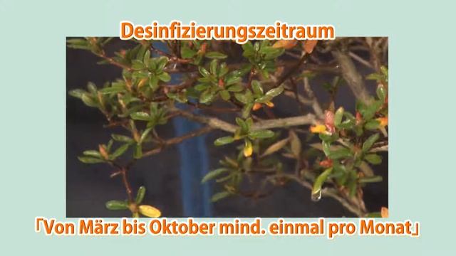 Einfach! Wenn man weiß wie - Pflege der Satsuki-Azaleen "Desinfektion" смотреть онлайн