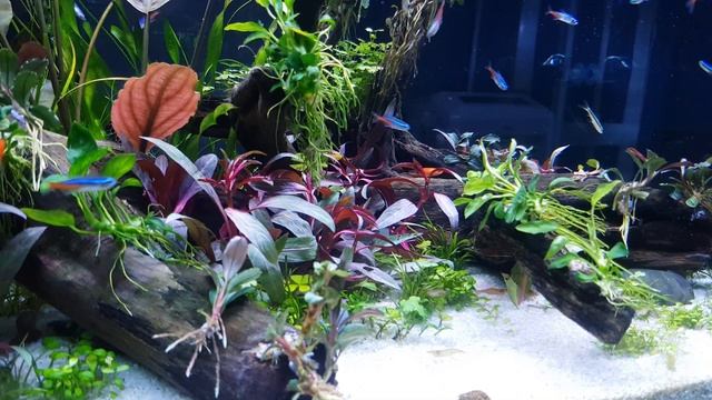 Bể Thủy Sinh 120 cm nuôi cá Neon смотреть онлайн