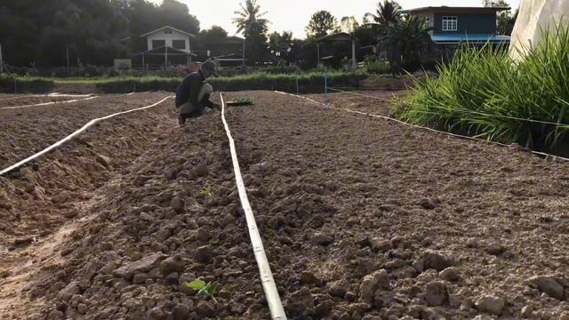 Growing watermelon at small farm. How to grow watermelon