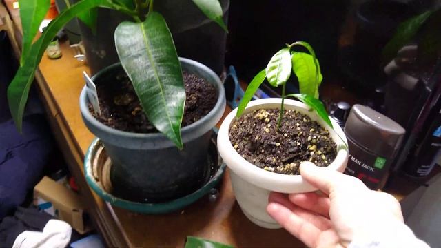 Growing mango's in my room with LED grow lights