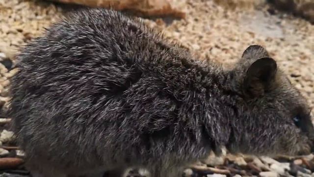 baby quokka enjoying the food смотреть онлайн