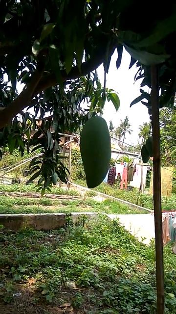Buah mangga mantap смотреть онлайн