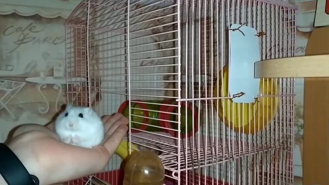 Приручение хомяка день 7. Дрессировка